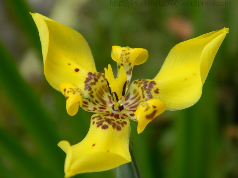 Bunga Kuning | Sebuah Photoblog Milik Asop